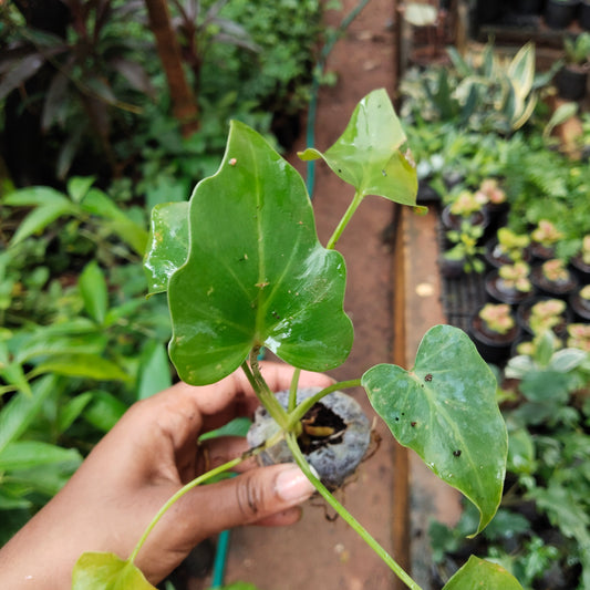 Philodendron selloum