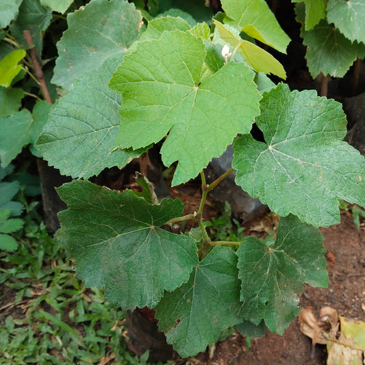 Grapes