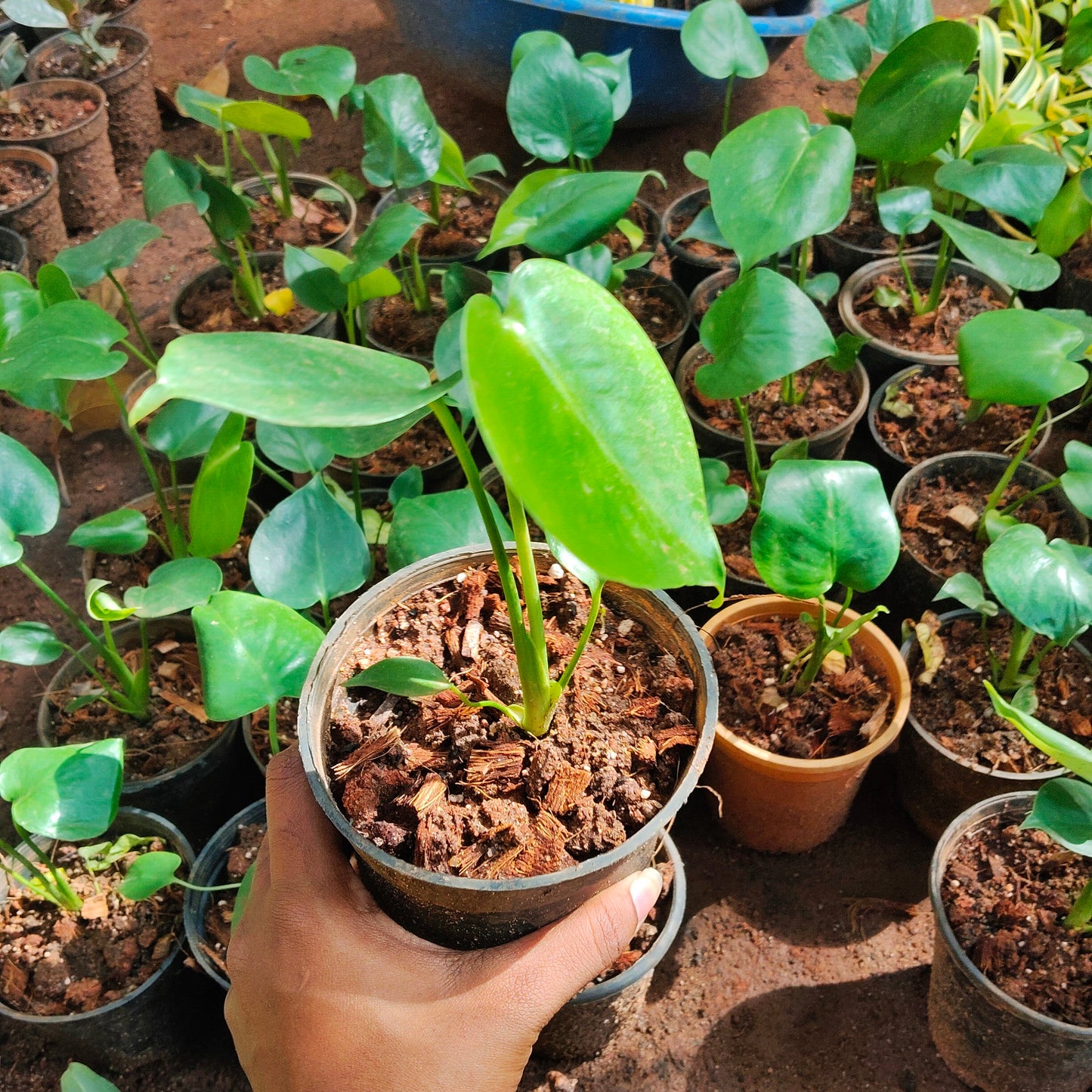 Monstera Deliciosa Mini