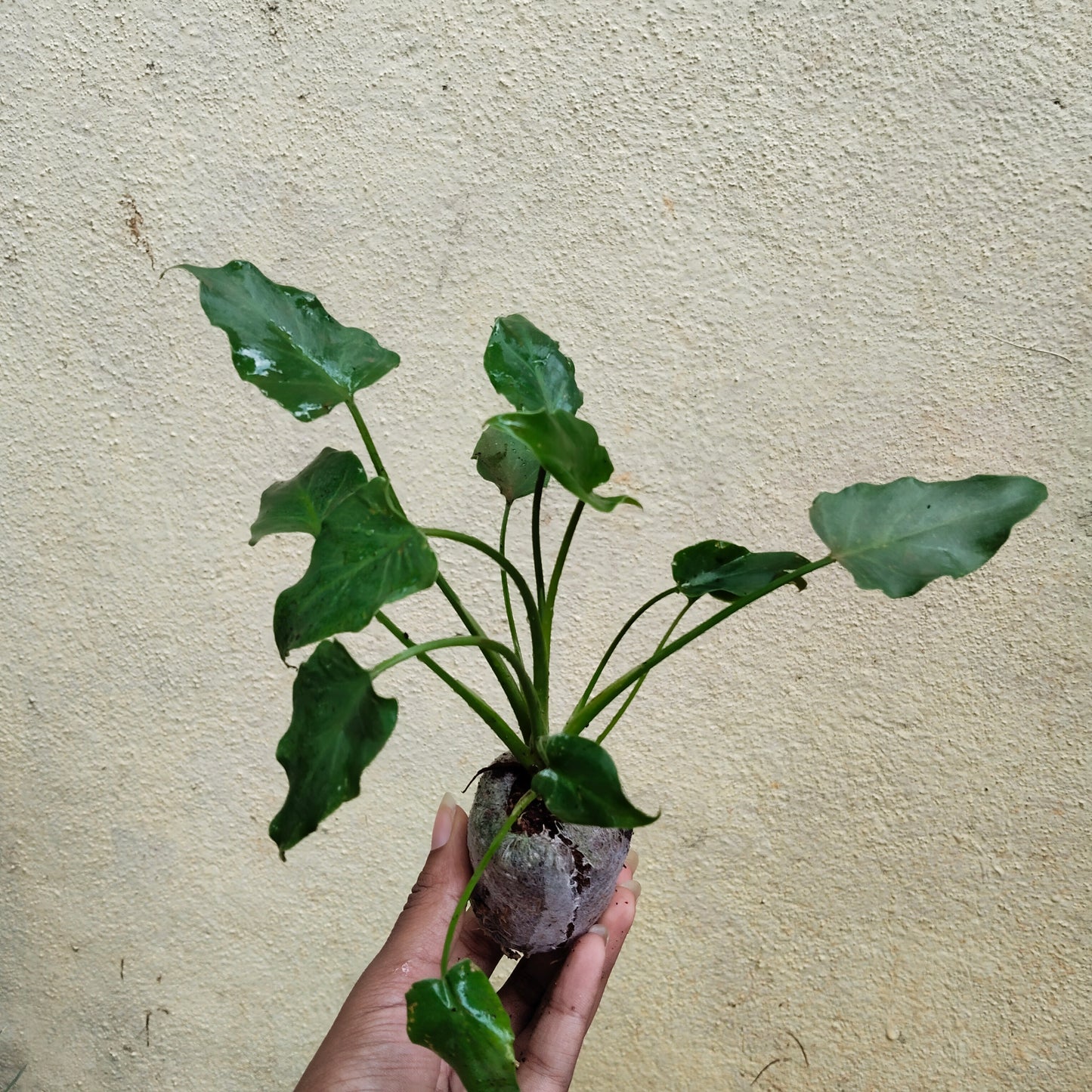 Philodendron Xanadu Green