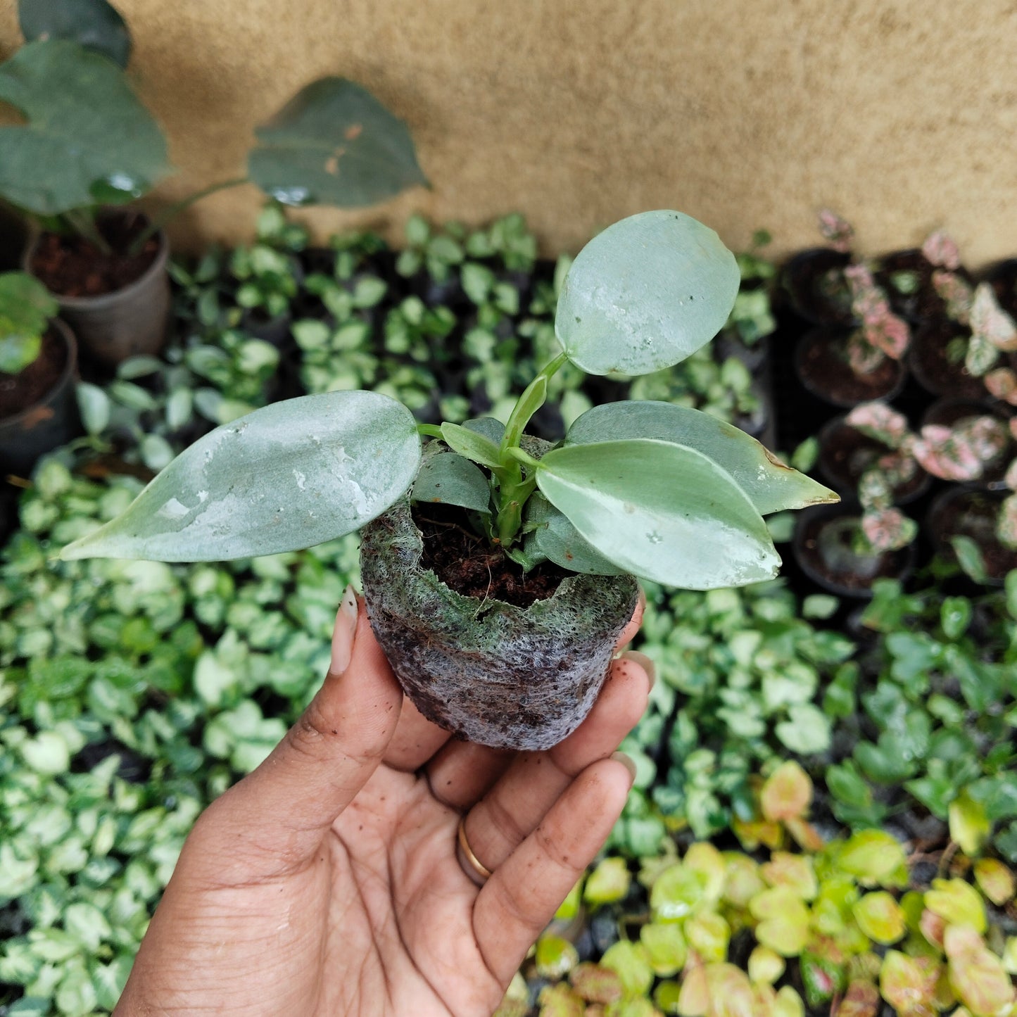 Philodendron martianum Fat Boy