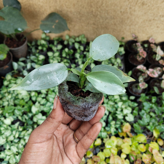 Philodendron martianum Fat Boy