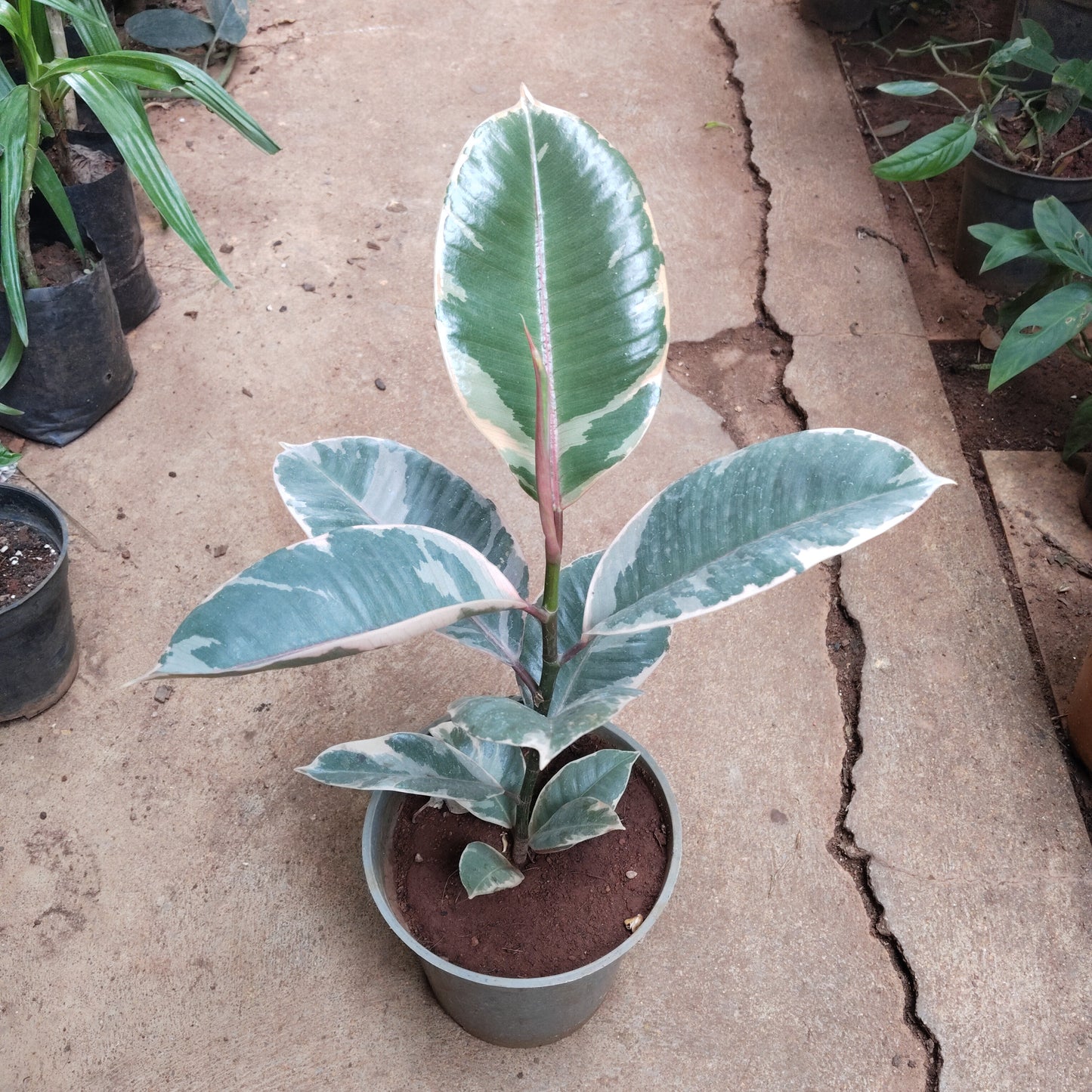 Ficus tineke Rubber plant