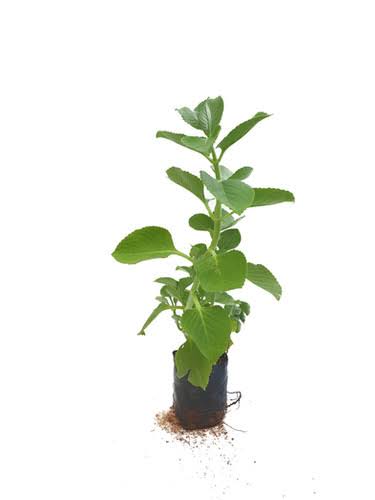 Ajwain / Karpooravalli