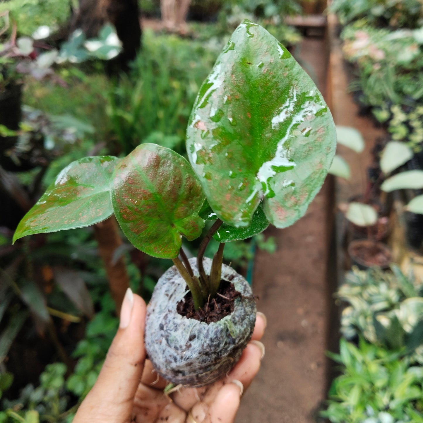 Caladium Bud Bicolour