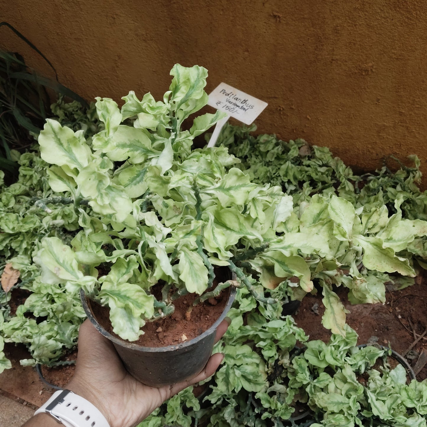 Pedilanthus Varigated