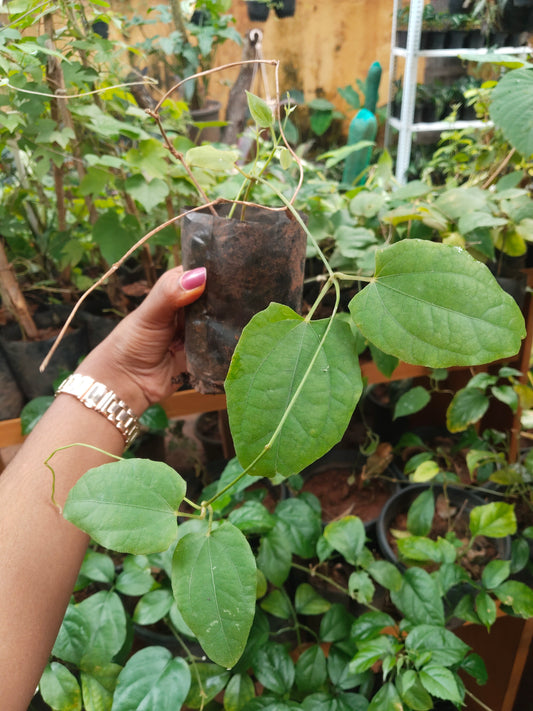 Thunbergia grandiflora