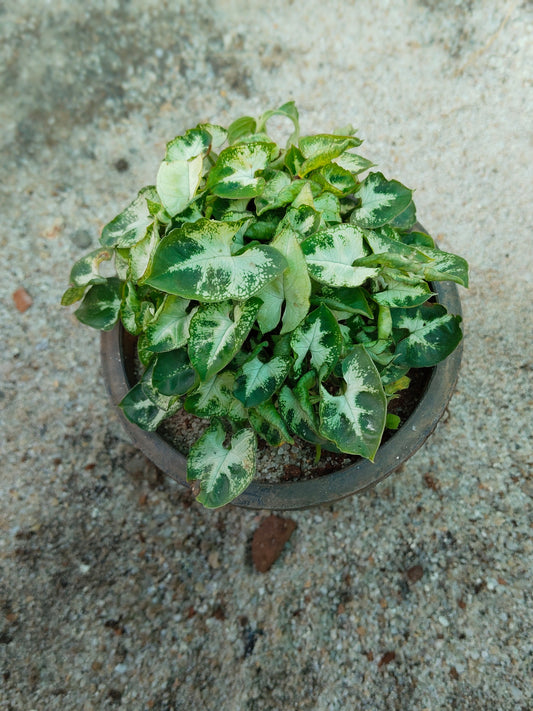 Syngonium podophyllum