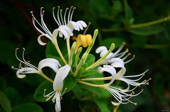 Japanese Honeysuckle+Princess Vine