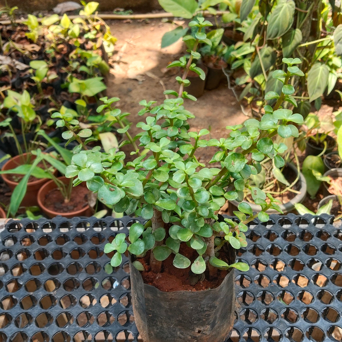 Jade Plant