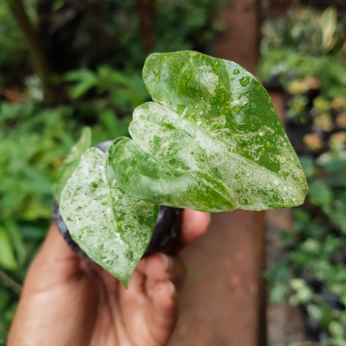 Alocasia Odara Batik Variegated