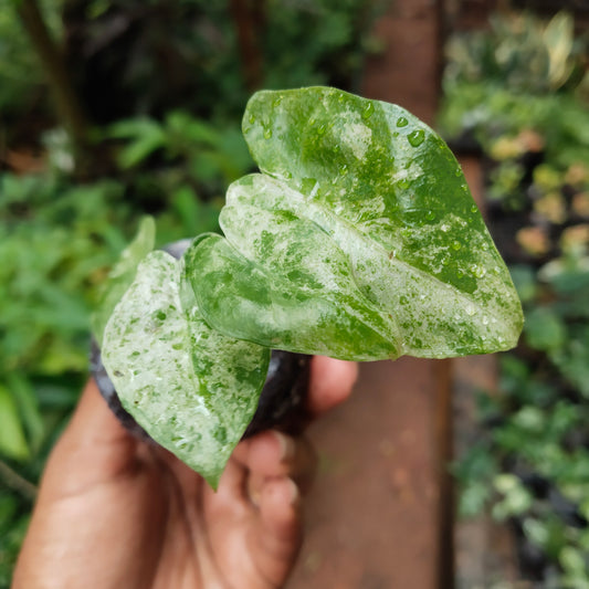 Alocasia Odara Batik Variegated