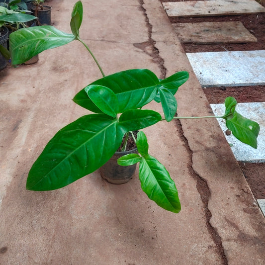 Syngonium Micky Mouse