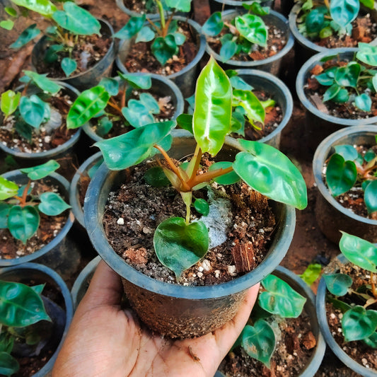 Philodendron billietiae