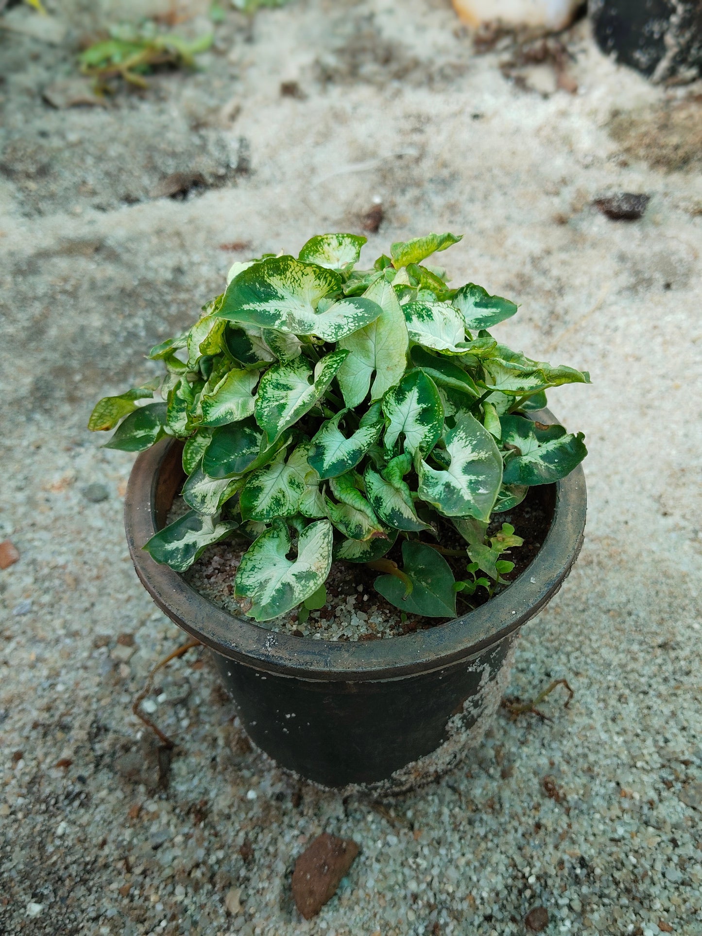 Syngonium podophyllum