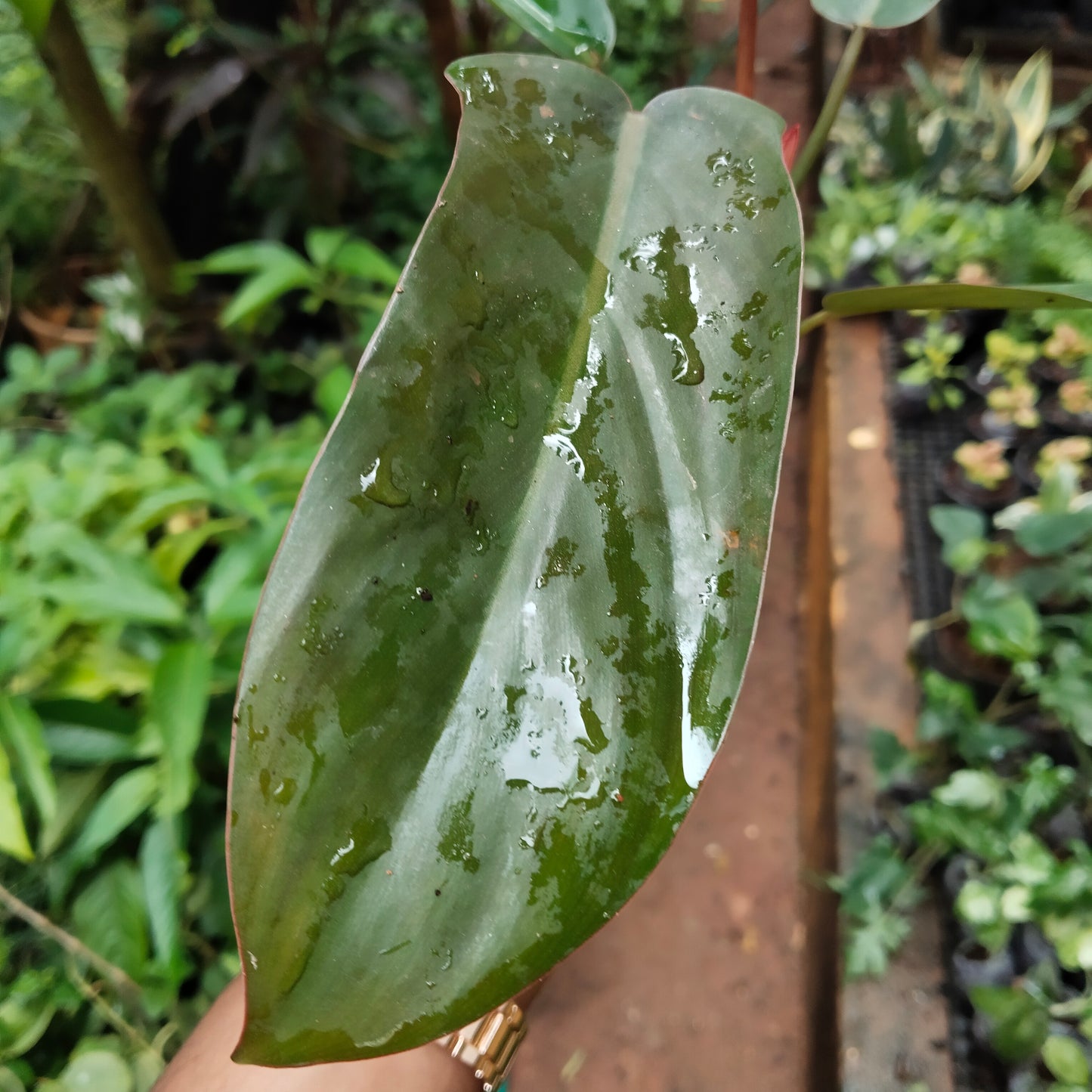 Philodendron Florida Bronze