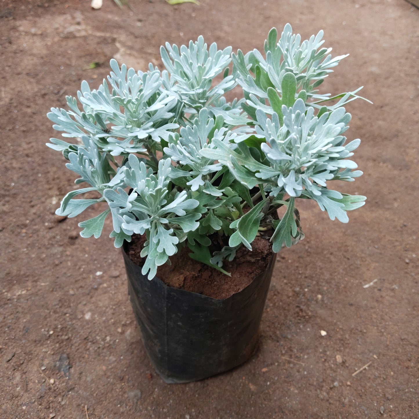 Artemisia stelleriana