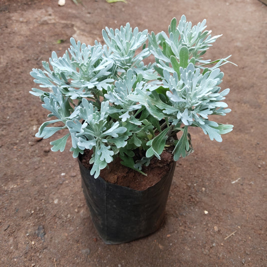 Artemisia stelleriana
