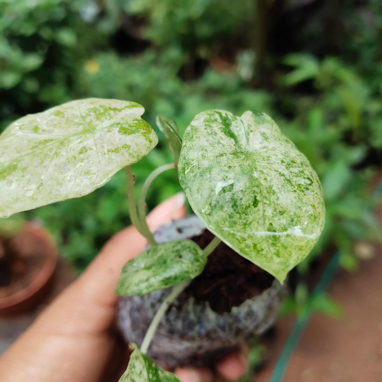 Alocasia Odara Batik Variegated