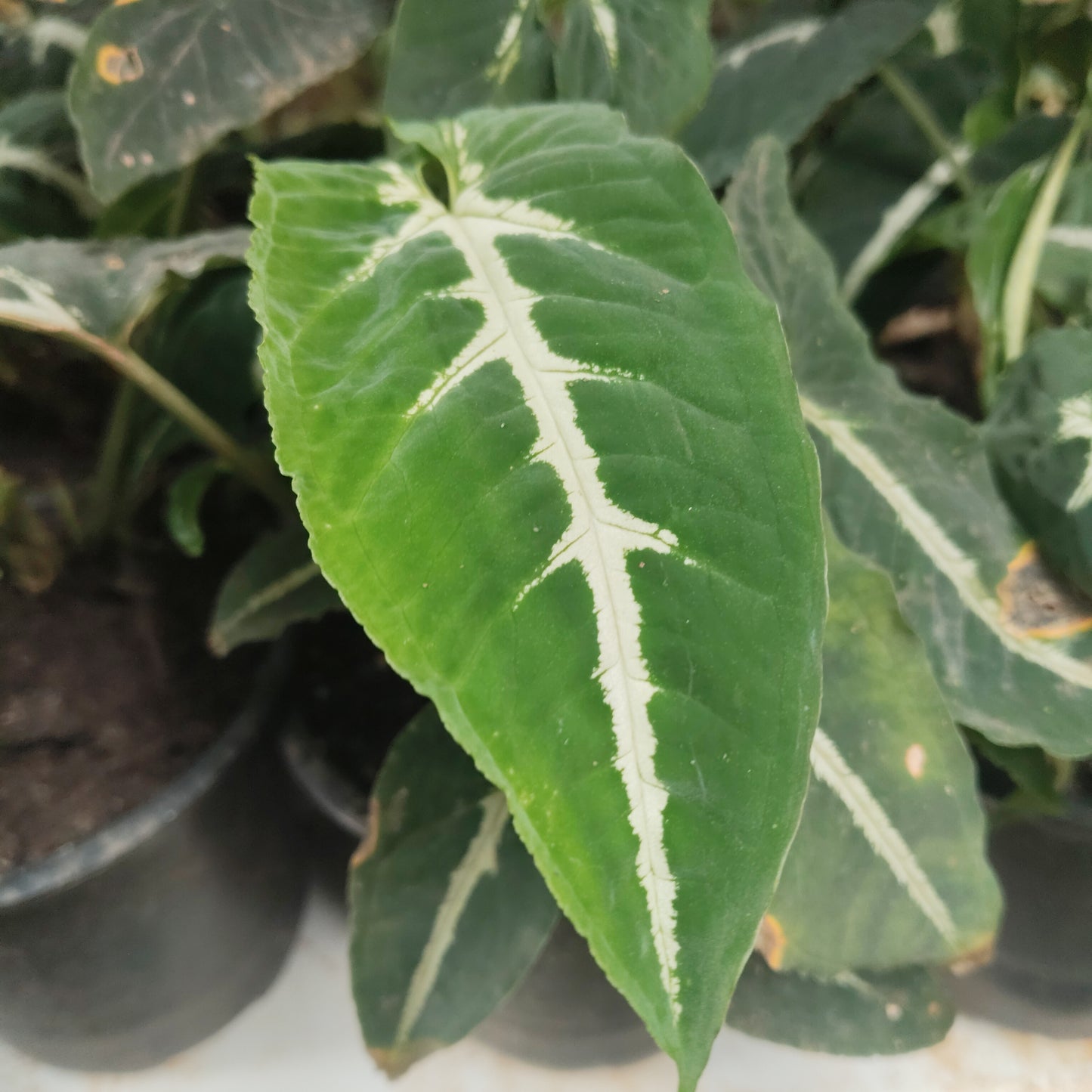 Syngonium wendlandii