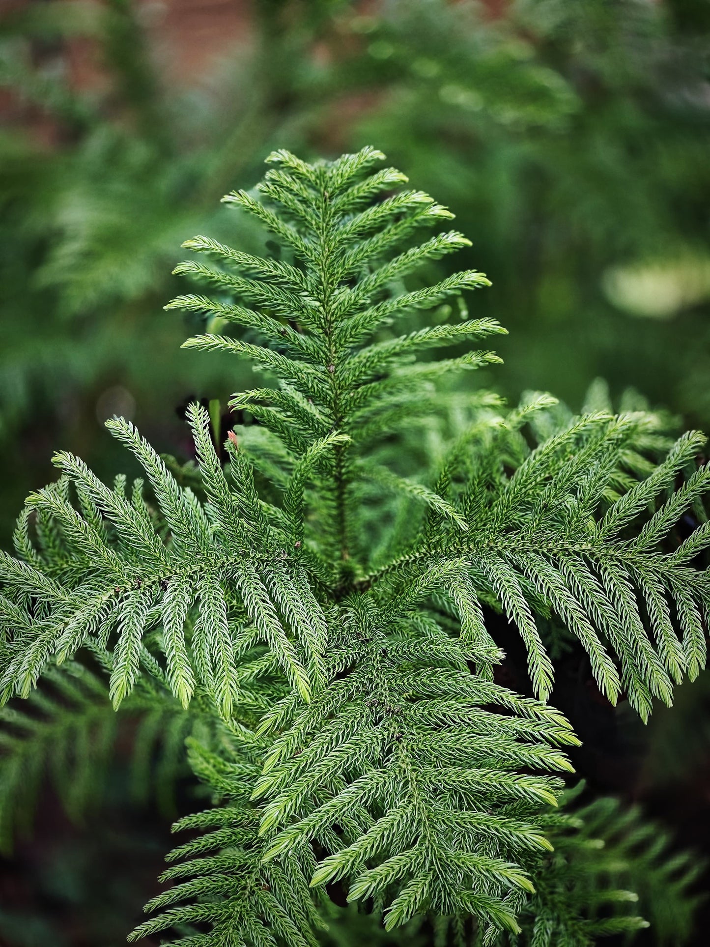 Araucaria columnaris ( Indian Cristmas tree)- small 1 ft