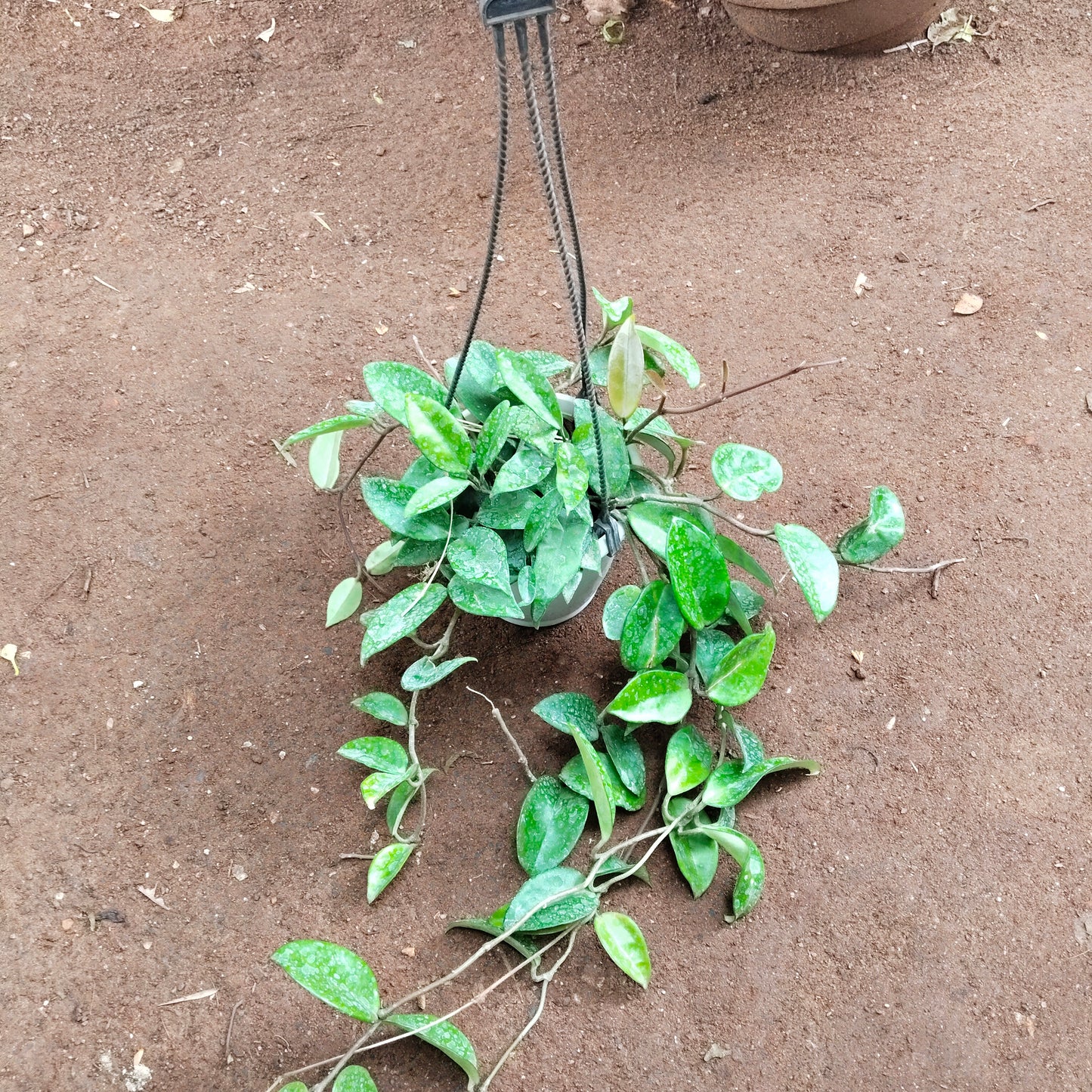 Hoya Green